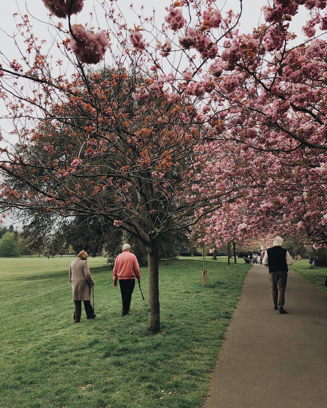 people walking near trees